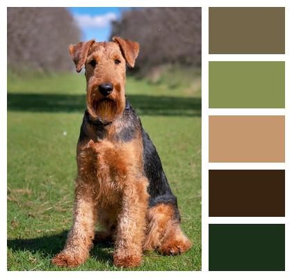 Dog Ai Generated Airedale Terrier Image